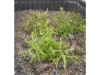 Picture of 1/35 Desert Bushes Type 2 (High Quality Plastic Plants) - Reality in Scale PP017