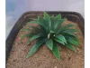 Picture of 1/35 Large Desert Plant (High Quality Plastic Plants) - Reality in Scale PP018