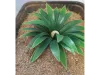 Picture of 1/35 Large Desert Plant (High Quality Plastic Plants) - Reality in Scale PP018