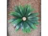 Picture of 1/35 Large Desert Plant (High Quality Plastic Plants) - Reality in Scale PP018