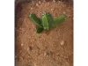 Picture of 1/35 Giant Cactus Set (High Quality Plastic Plants) - Reality in Scale PP019