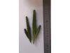 Picture of 1/35 Giant Cactus Set (High Quality Plastic Plants) - Reality in Scale PP019