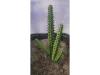 Picture of 1/35 Giant Cactus Set (High Quality Plastic Plants) - Reality in Scale PP019