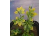Picture of 1/35 Jungle Plant Set 1 – 2 Different Plants (High Quality Plastic Plants) - Reality in Scale PP020
