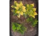 Picture of 1/35 Jungle Plant Set 1 – 2 Different Plants (High Quality Plastic Plants) - Reality in Scale PP020