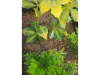 Picture of 1/35 Jungle Plant Set 1 – 2 Different Plants (High Quality Plastic Plants) - Reality in Scale PP020