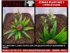 Picture of 1/35 Jungle Plant Set 2 – 2 Different Plants (High Quality Plastic Plants) - Reality in Scale PP021
