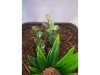 Picture of 1/35 Jungle Plant Set 2 – 2 Different Plants (High Quality Plastic Plants) - Reality in Scale PP021