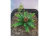Picture of 1/35 Jungle Plant Set 2 – 2 Different Plants (High Quality Plastic Plants) - Reality in Scale PP021