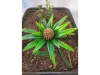 Picture of 1/35 Jungle Plant Set 2 – 2 Different Plants (High Quality Plastic Plants) - Reality in Scale PP021