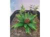 Picture of 1/35 Jungle Plant Set 2 – 2 Different Plants (High Quality Plastic Plants) - Reality in Scale PP021