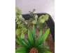 Picture of 1/35 Jungle Plant Set 2 – 2 Different Plants (High Quality Plastic Plants) - Reality in Scale PP021