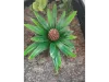 Picture of 1/35 Jungle Plant Set 2 – 2 Different Plants (High Quality Plastic Plants) - Reality in Scale PP021