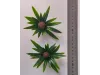 Picture of 1/35 Jungle Plant Set 2 – 2 Different Plants (High Quality Plastic Plants) - Reality in Scale PP021