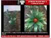 Picture of 1/35 Jungle Plant Set 3 – 2 Different Plants (High Quality Plastic Plants) - Reality in Scale PP022
