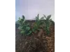 Picture of 1/35 Jungle Plant Set 3 – 2 Different Plants (High Quality Plastic Plants) - Reality in Scale PP022