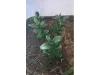 Picture of 1/35 Jungle Plant Set 3 – 2 Different Plants (High Quality Plastic Plants) - Reality in Scale PP022