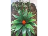 Picture of 1/35 Jungle Plant Set 3 – 2 Different Plants (High Quality Plastic Plants) - Reality in Scale PP022