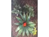 Picture of 1/35 Jungle Plant Set 3 – 2 Different Plants (High Quality Plastic Plants) - Reality in Scale PP022