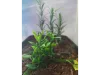 Picture of 1/35 Jungle Plant Set 4 – 2 Different Plants (High Quality Plastic Plants) - Reality in Scale PP023