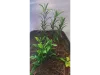 Picture of 1/35 Jungle Plant Set 4 – 2 Different Plants (High Quality Plastic Plants) - Reality in Scale PP023