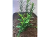 Picture of 1/35 Jungle Plant Set 4 – 2 Different Plants (High Quality Plastic Plants) - Reality in Scale PP023
