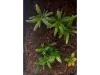 Picture of 1/35 Jungle Plant Set 4 – 2 Different Plants (High Quality Plastic Plants) - Reality in Scale PP023