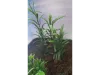 Picture of 1/35 Jungle Plant Set 4 – 2 Different Plants (High Quality Plastic Plants) - Reality in Scale PP023