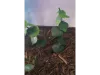 Picture of 1/35 Jungle Plant Set 5 – 2 Different Plants (High Quality Plastic Plants) - Reality in Scale PP024