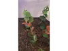 Picture of 1/35 Jungle Plant Set 5 – 2 Different Plants (High Quality Plastic Plants) - Reality in Scale PP024