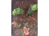 Picture of 1/35 Jungle Plant Set 5 – 2 Different Plants (High Quality Plastic Plants) - Reality in Scale PP024