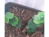 Picture of 1/35 Jungle Plant Set 5 – 2 Different Plants (High Quality Plastic Plants) - Reality in Scale PP024