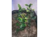 Picture of 1/35 Jungle Plant Set 6 – 2 Different Plants (High Quality Plastic Plants) - Reality in Scale PP025