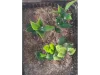 Picture of 1/35 Jungle Plant Set 6 – 2 Different Plants (High Quality Plastic Plants) - Reality in Scale PP025