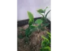 Picture of 1/35 Jungle Plant Set 6 – 2 Different Plants (High Quality Plastic Plants) - Reality in Scale PP025