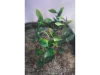 Picture of 1/35 Jungle Plant Set 6 – 2 Different Plants (High Quality Plastic Plants) - Reality in Scale PP025