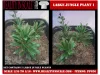 Picture of 1/35 Large Jungle Plant Type 1 (High Quality Plastic Plants) - Reality in Scale PP026