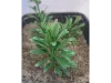 Picture of 1/35 Large Jungle Plant Type 1 (High Quality Plastic Plants) - Reality in Scale PP026