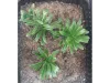 Picture of 1/35 Large Jungle Plant Type 1 (High Quality Plastic Plants) - Reality in Scale PP026