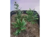 Picture of 1/35 Large Jungle Plant Type 1 (High Quality Plastic Plants) - Reality in Scale PP026