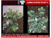 Picture of 1/35 Large Jungle Plant Type 2 (High Quality Plastic Plants) - Reality in Scale PP027