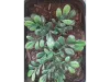 Picture of 1/35 Large Jungle Plant Type 2 (High Quality Plastic Plants) - Reality in Scale PP027