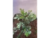 Picture of 1/35 Large Jungle Plant Type 2 (High Quality Plastic Plants) - Reality in Scale PP027
