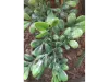 Picture of 1/35 Large Jungle Plant Type 2 (High Quality Plastic Plants) - Reality in Scale PP027
